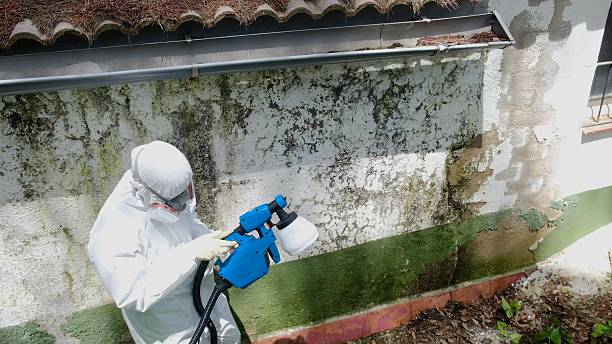 Trusted Mold Inspection service in Kingsville, TX - Cheap Mold Removal